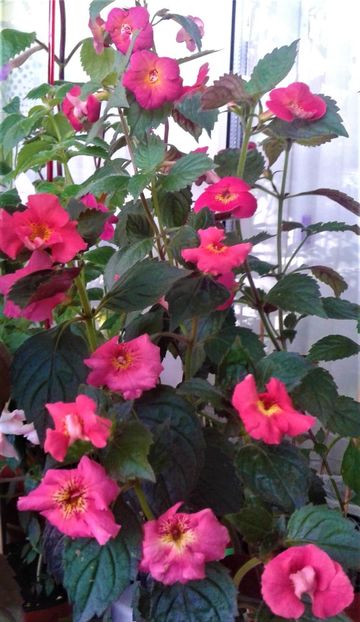20210730_084455-1 - 000013 ACHIMENES