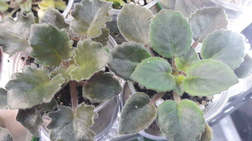 30 iul - NK Dusha Moya