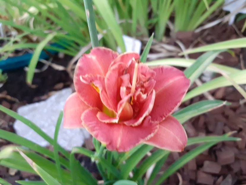 Two to tango - Hemerocallis 2021