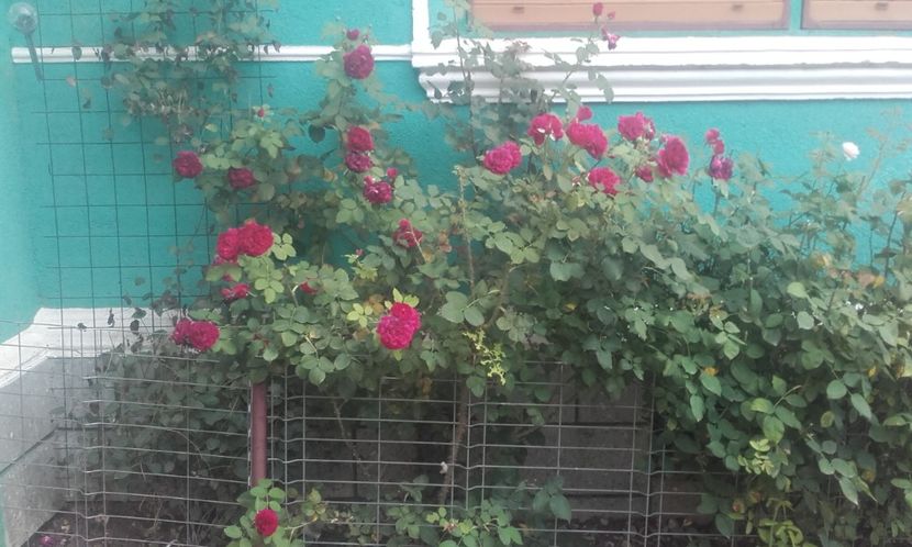 19 07 2021 - Munstead Wood