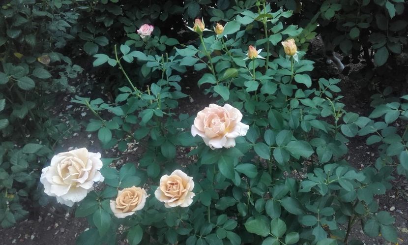 31 07 2021 - Honey Dijon