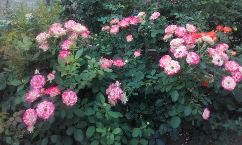 31 07 2021 - Jubilé du Prince de Monaco