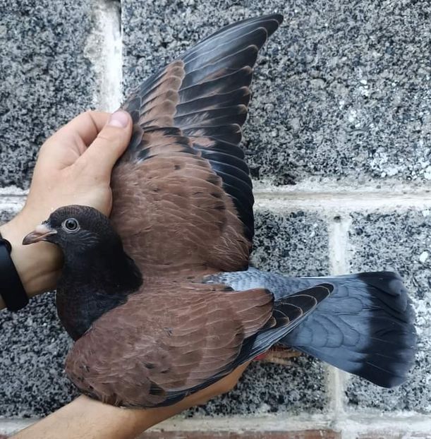  - NU IMI APARTIN ALBUM NR 2