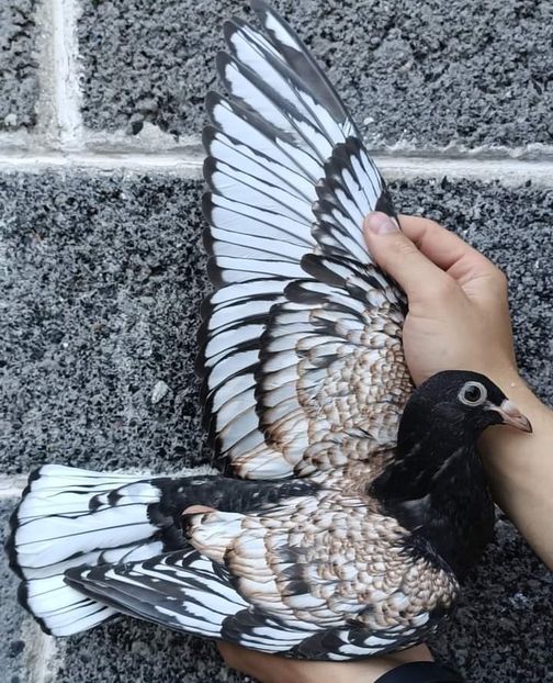  - NU IMI APARTIN ALBUM NR 2