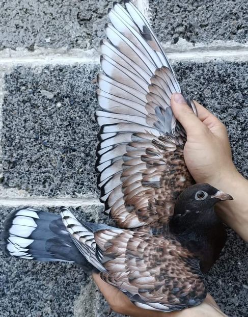  - NU IMI APARTIN ALBUM NR 2