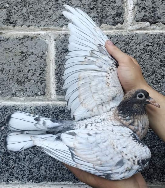  - NU IMI APARTIN ALBUM NR 2