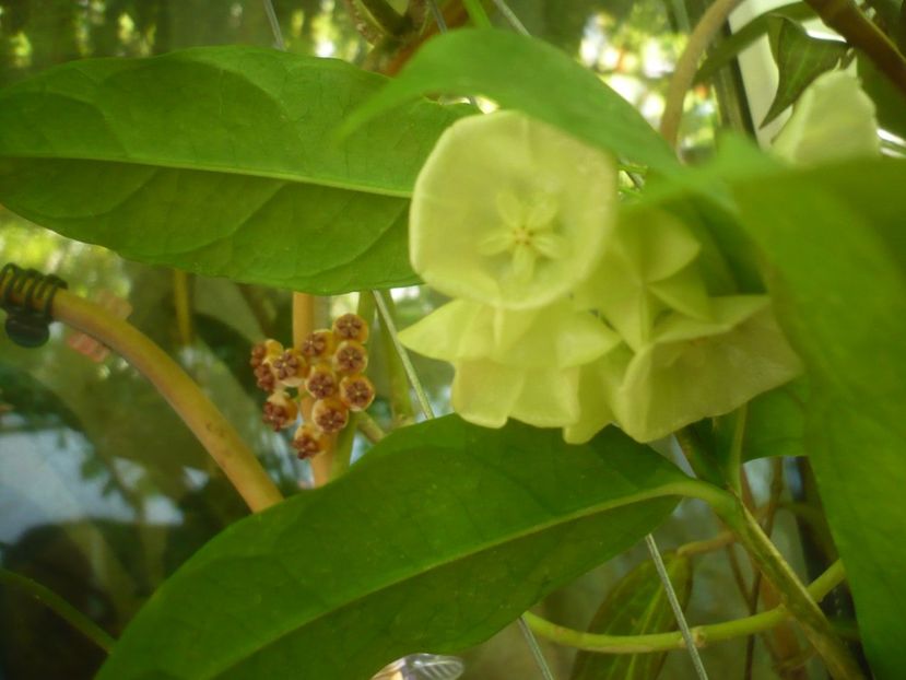 P1500208 - HOYA 2021-2