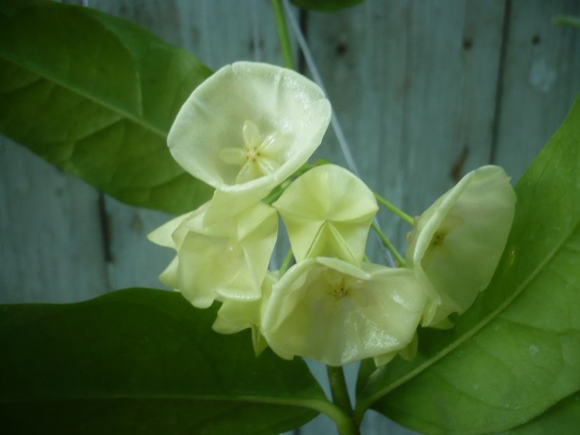 P1500215 - HOYA 2021-2