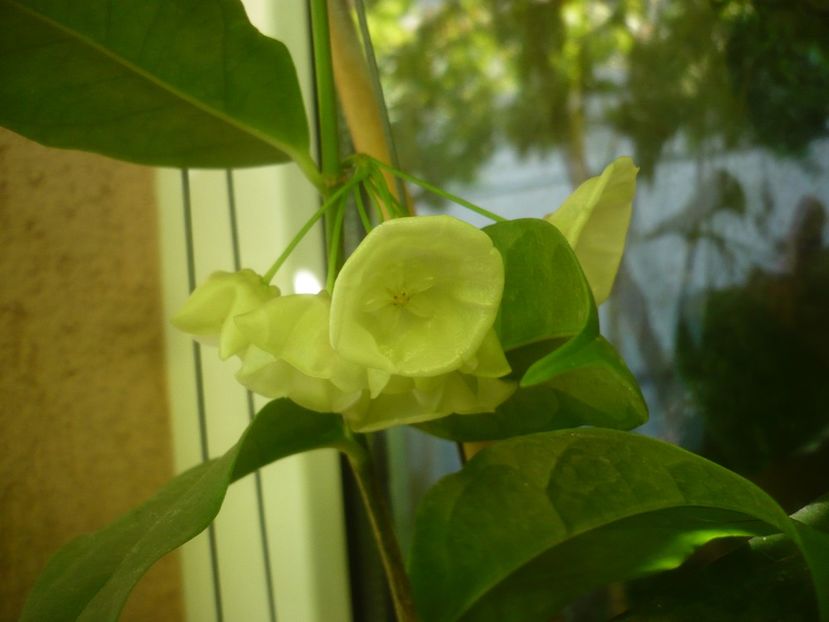 P1500205 - HOYA 2021-2