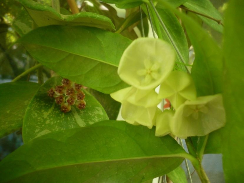 P1500206 - HOYA 2021-2