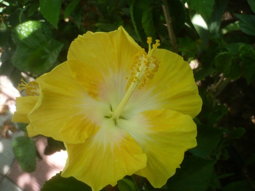 31.07.2021 - HIBISCUSI 2021-3