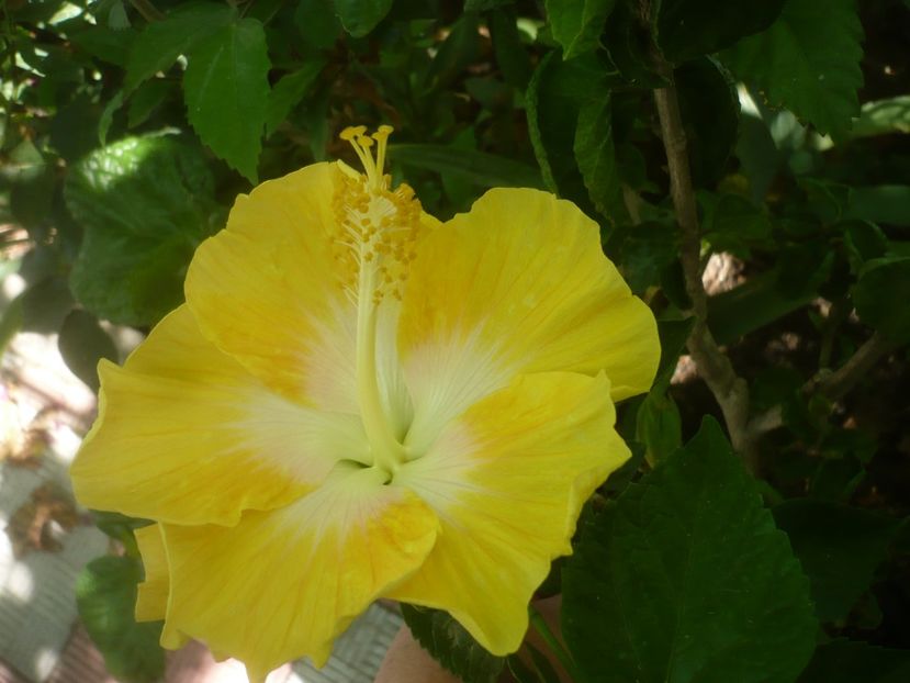 P1500218 - HIBISCUSI 2021-3