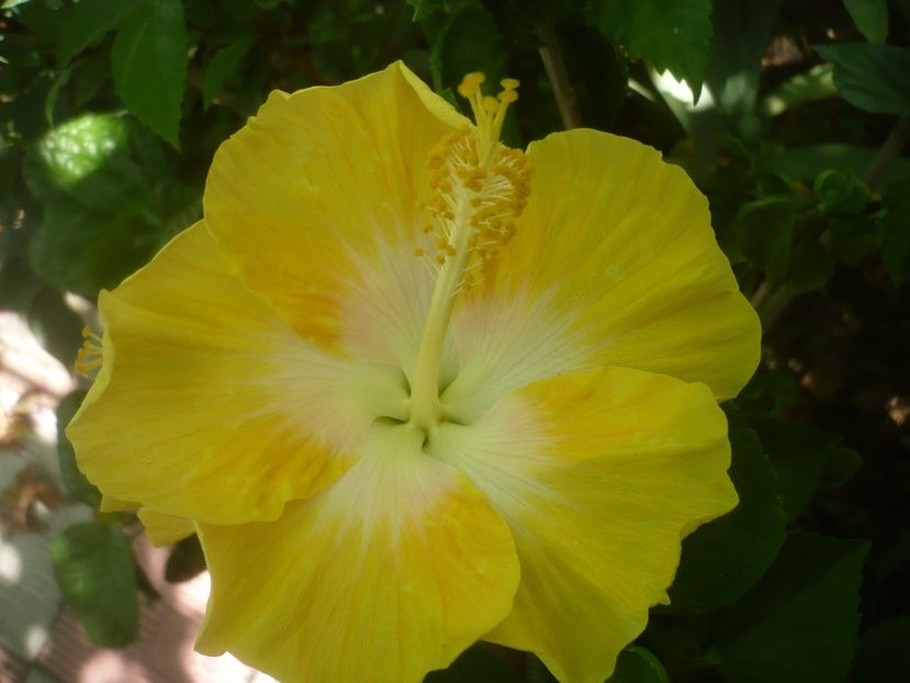 P1500219 - HIBISCUSI 2021-3