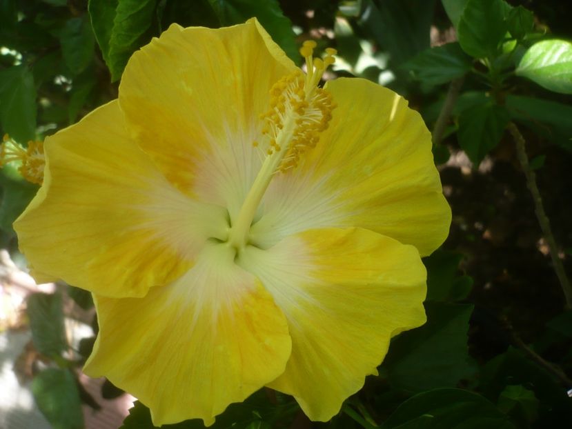 P1500220 - HIBISCUSI 2021-3