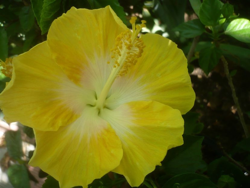 P1500221 - HIBISCUSI 2021-3