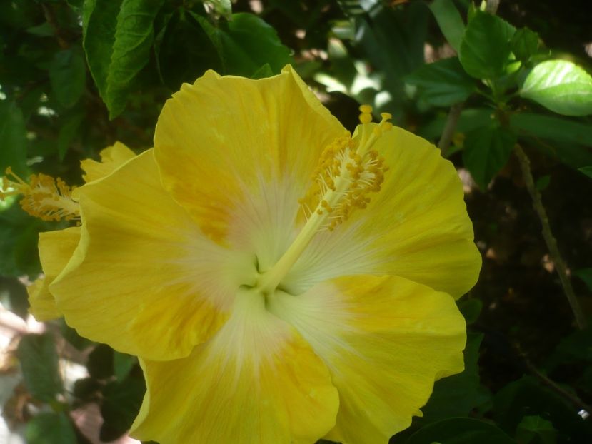 P1500222 - HIBISCUSI 2021-3