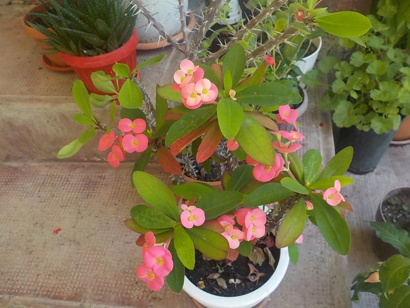  - euphorbia milli