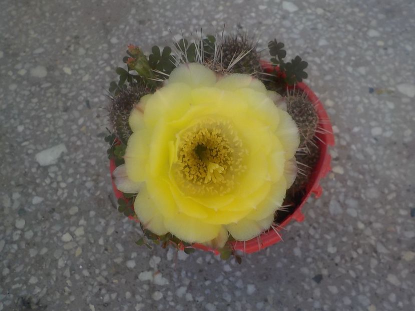  - chamacereus hibrid