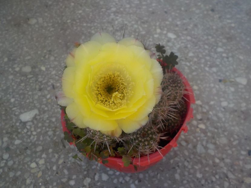  - chamacereus hibrid