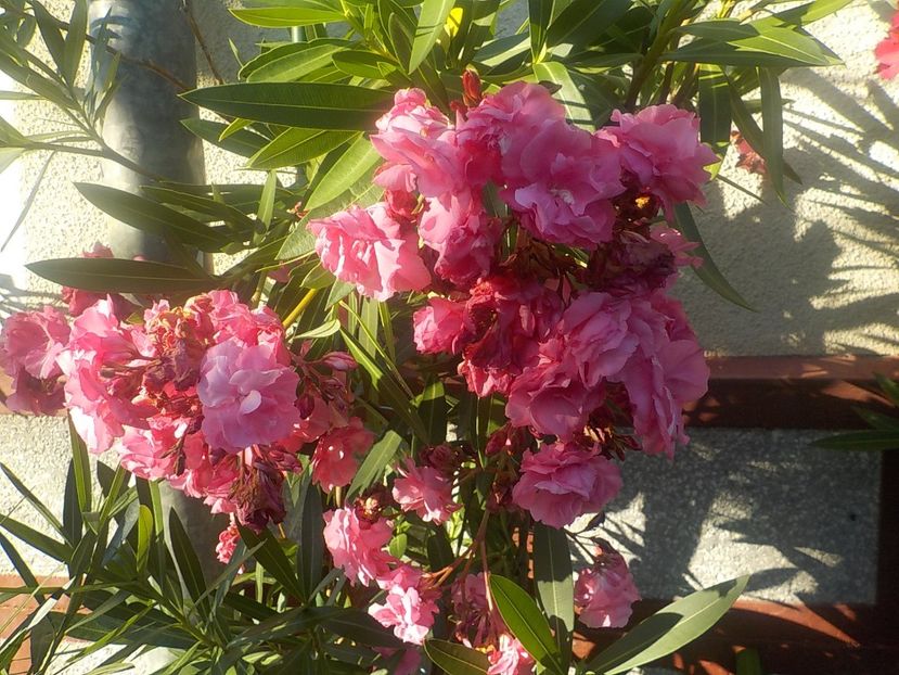  - roseum plenum 21