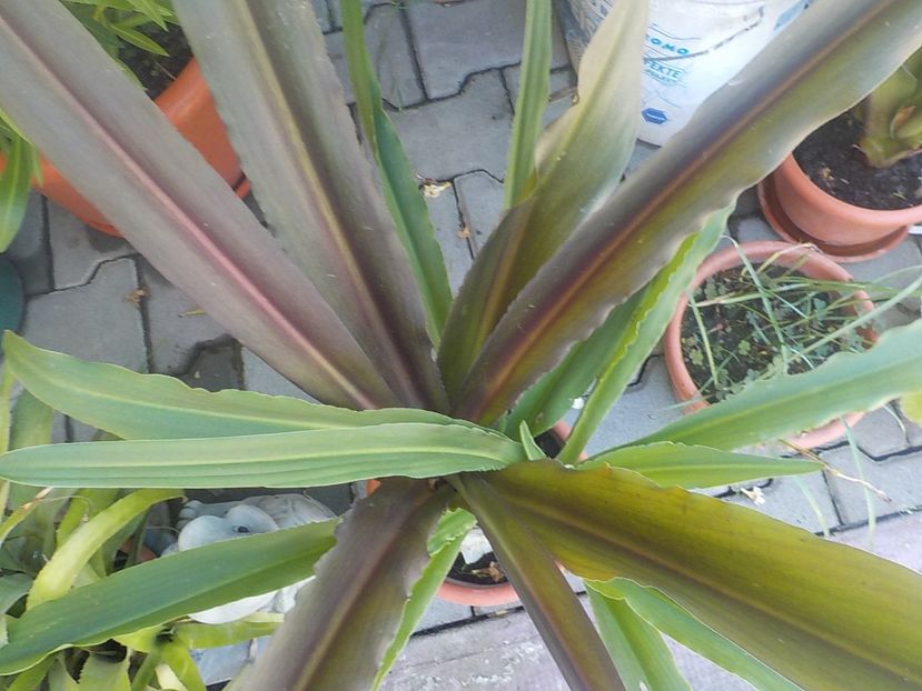  - eucomis