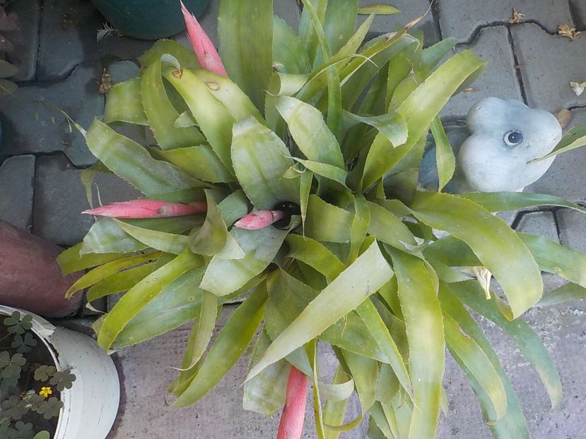  - billbergia nutans