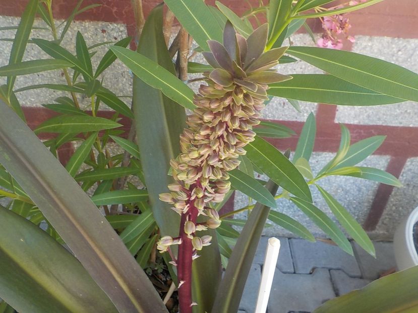  - eucomis