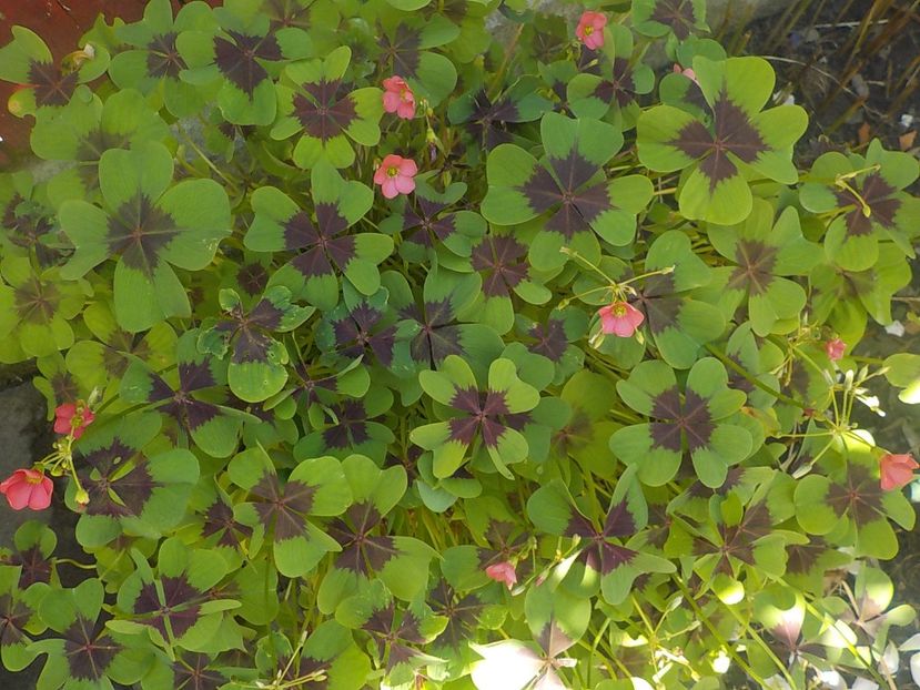  - oxalis iron cross