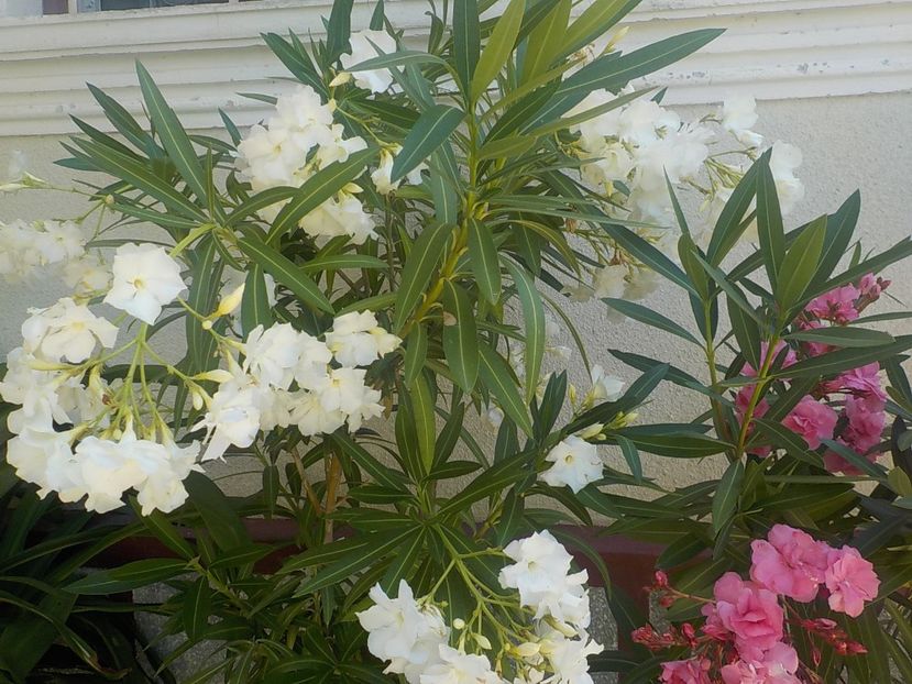  - mont blanc leandru nr 22