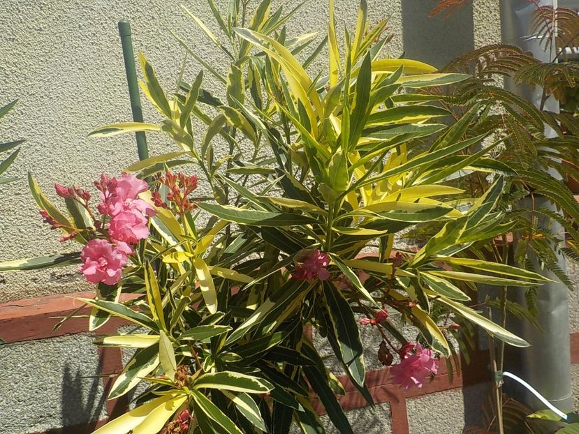  - variegat nr 24