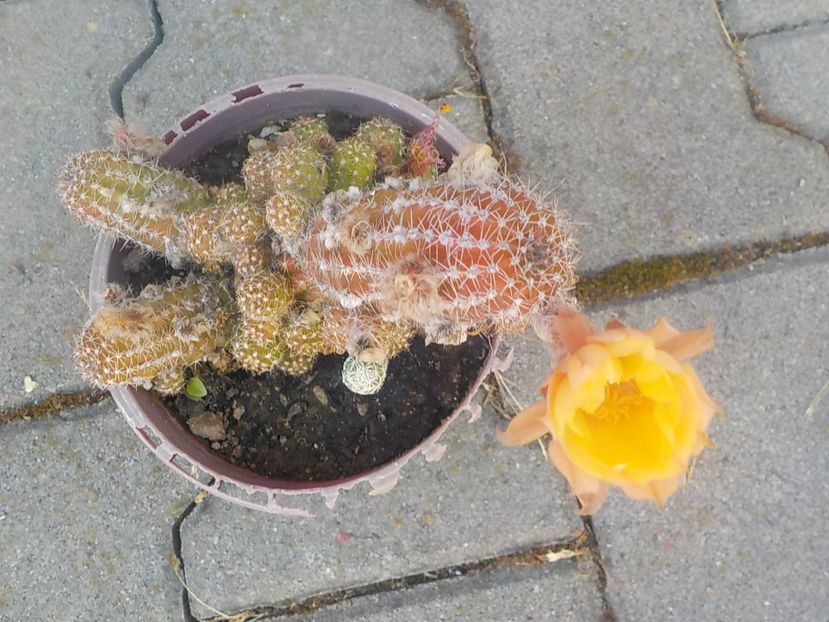  - chamacereus hibrid