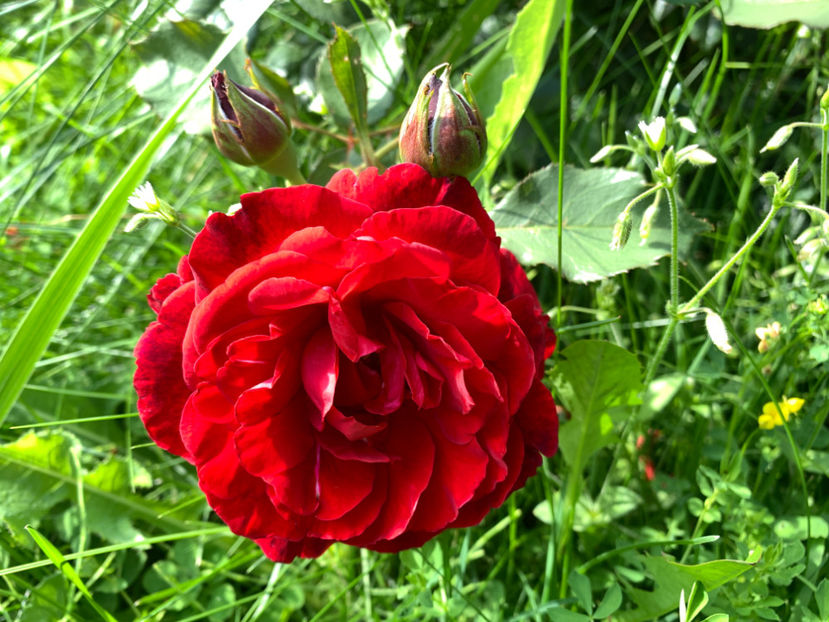  - Jurnalul gradinii 2021