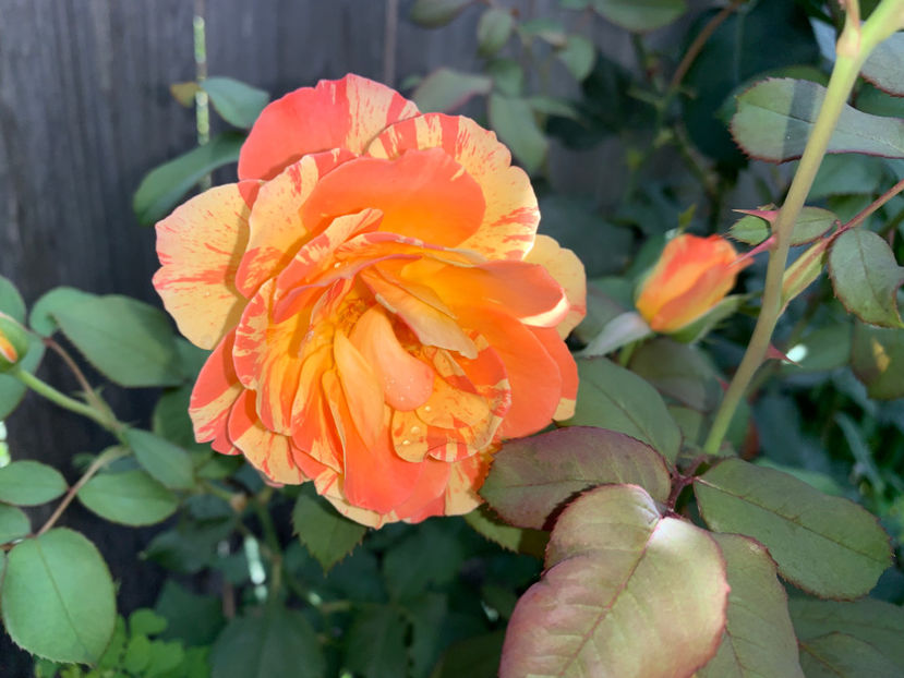  - Jurnalul gradinii 2021