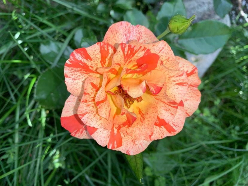  - Jurnalul gradinii 2021