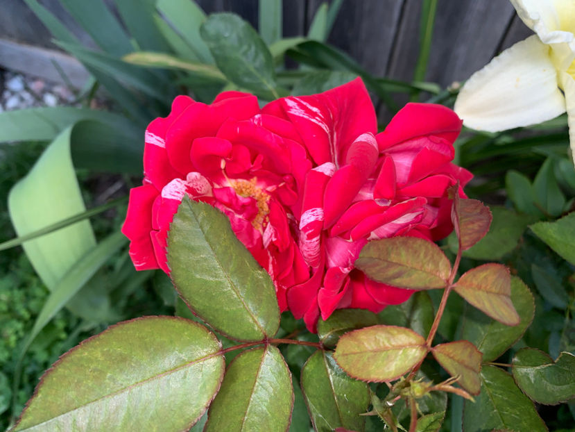  - Jurnalul gradinii 2021