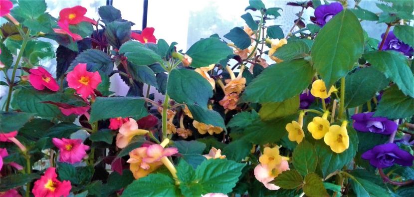 20210731_102459-s - 000012 ACHIMENES