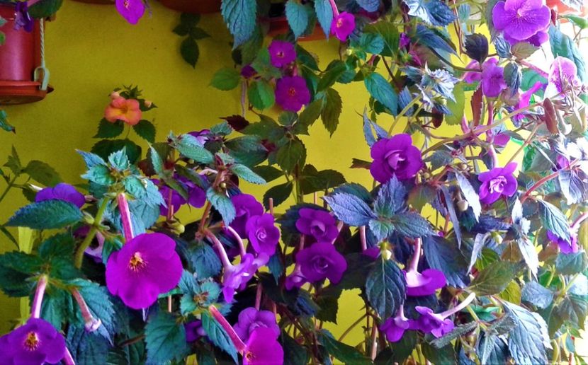 20210731_111213-1 - 000012 ACHIMENES