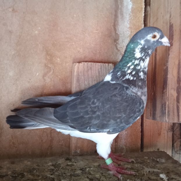 Mascul 19-182....-Stoienesti - Porumbei vanduti