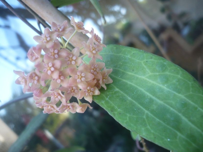 P1500236 - HOYA 2021-2