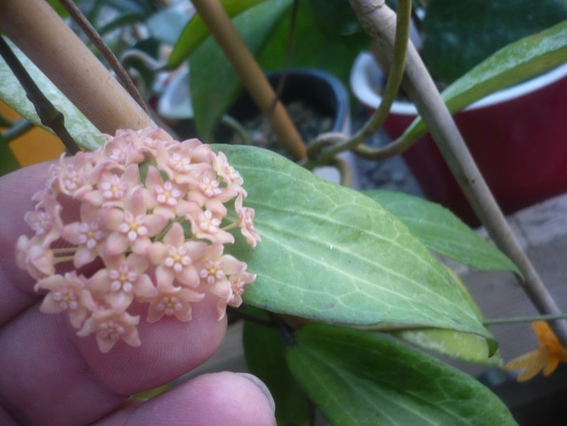 P1500238 - HOYA 2021-2