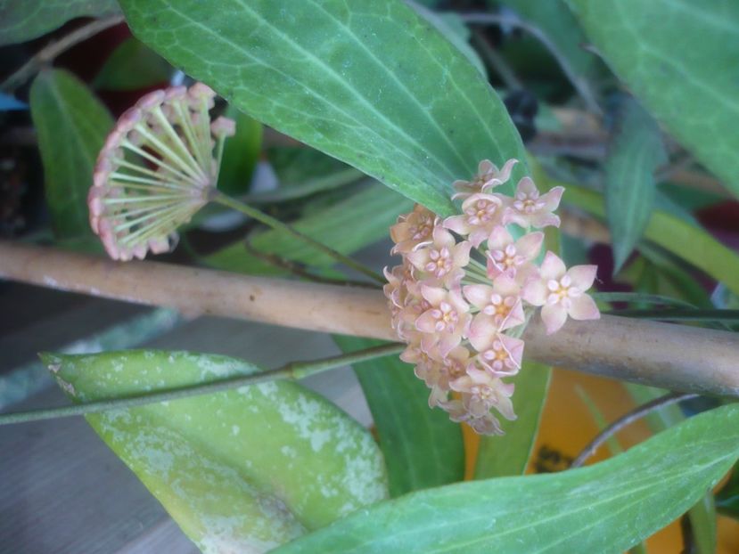 P1500239 - HOYA 2021-2