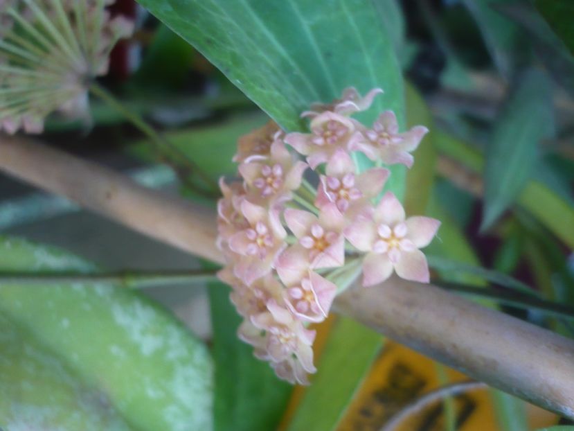 P1500240 - HOYA 2021-2