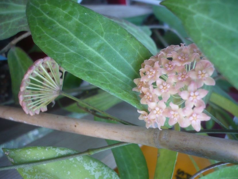 P1500241 - HOYA 2021-2