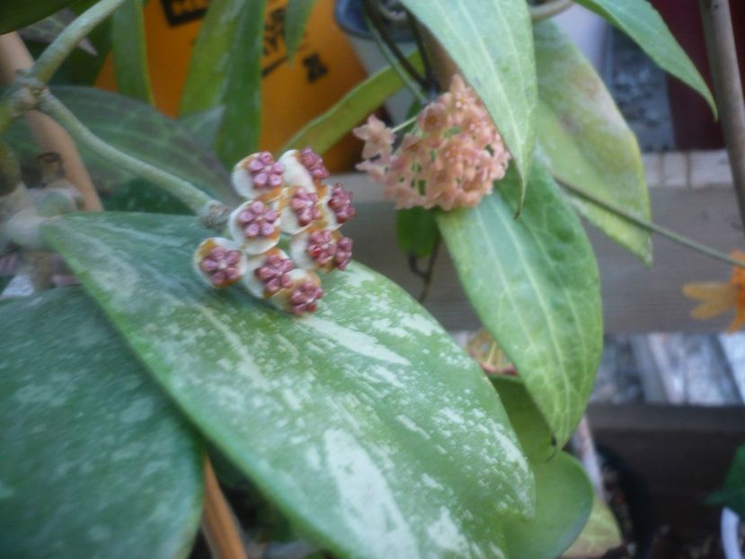P1500243 - HOYA 2021-2