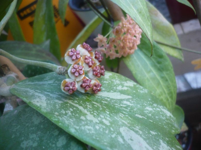 P1500244 - HOYA 2021-2
