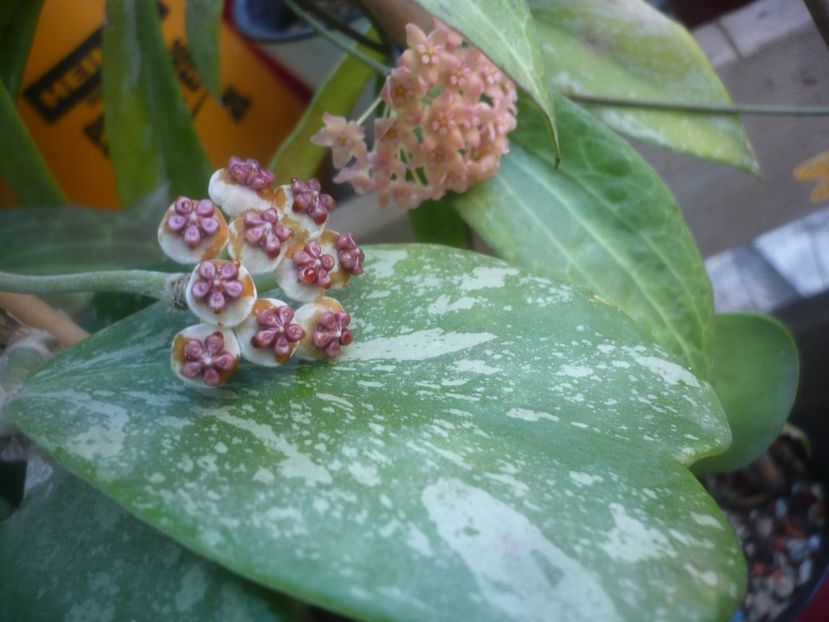 P1500245 - HOYA 2021-2
