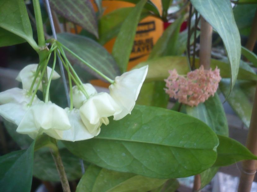 P1500247 - HOYA 2021-2