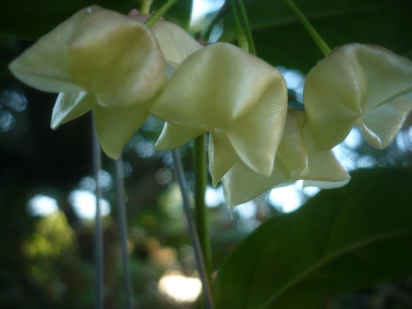 P1500249 - HOYA 2021-2