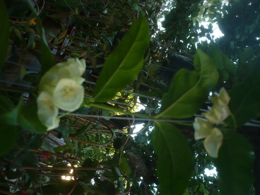 P1500250 - HOYA 2021-2