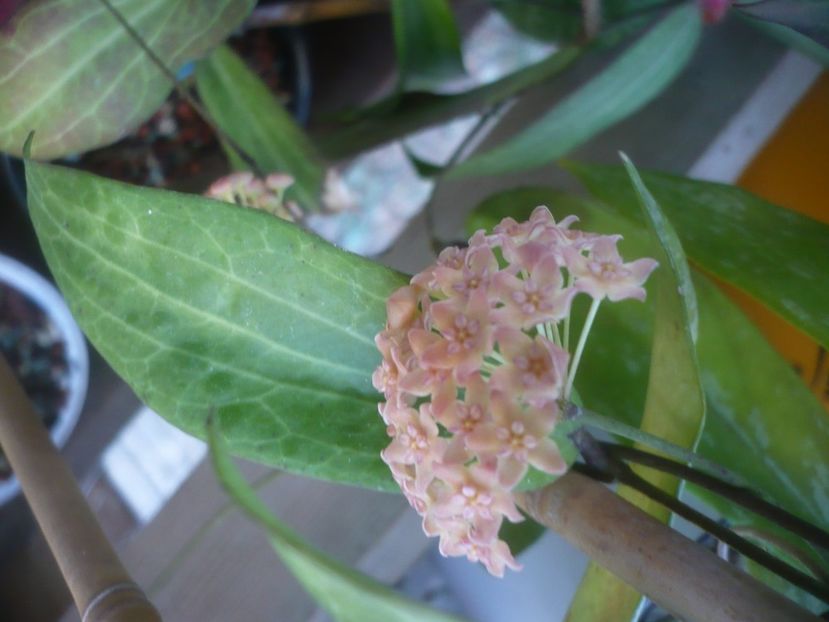 P1500252 - HOYA 2021-2
